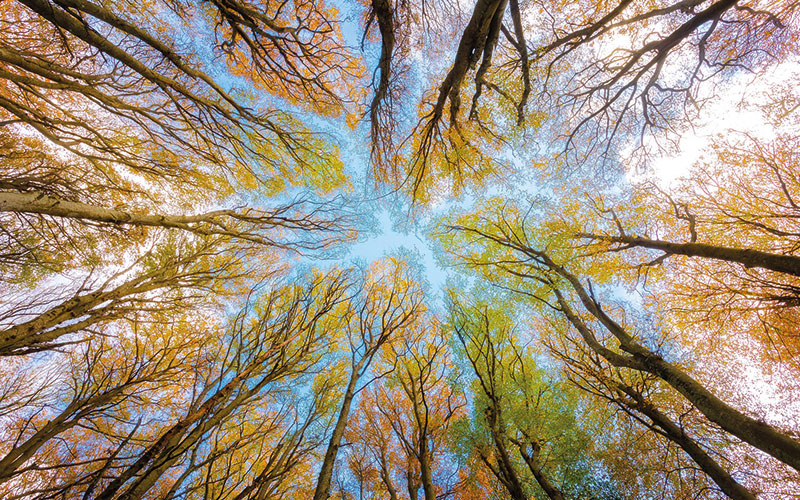Comparatif du coût des énergies : le bois, l’énergie la moins chère du marché